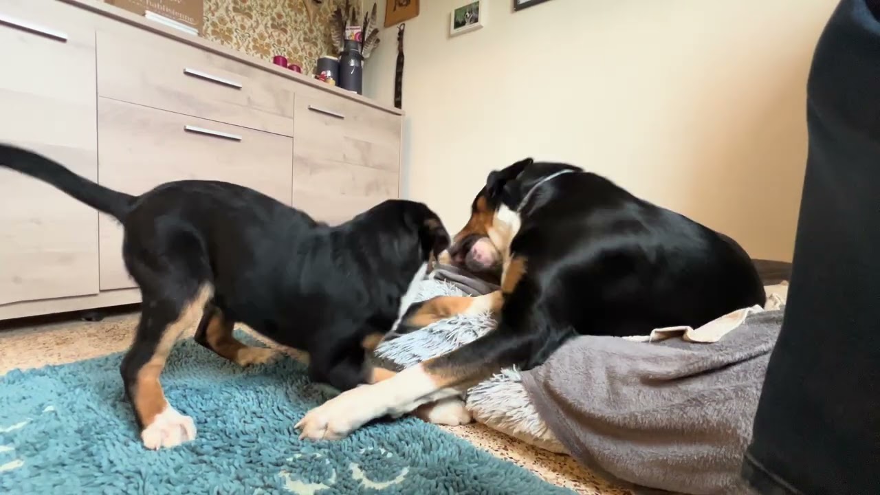 Grosser Schweizer Sennenhund/Grand Bouvier Suisse/Vamos und sein kleiner Bruder 2