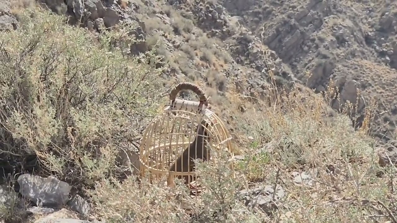 My New vlog Again jungle chakor ki awaaz mountain chakor ki awaaz partridge kiklik sesi voice 
