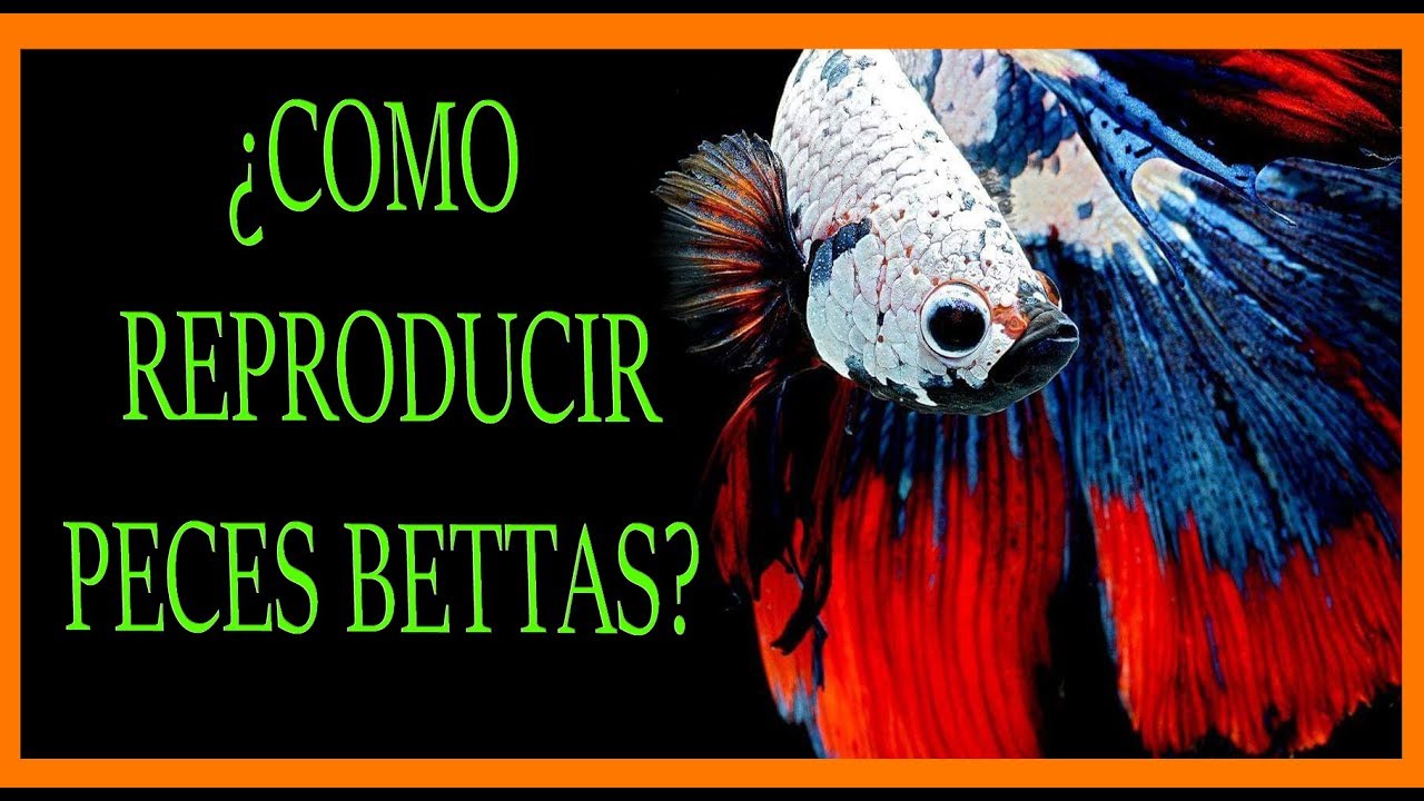 🤑🤑APRENDE A REPRODUCIR Y CUIDAR PECES BETTA 🤑🤑