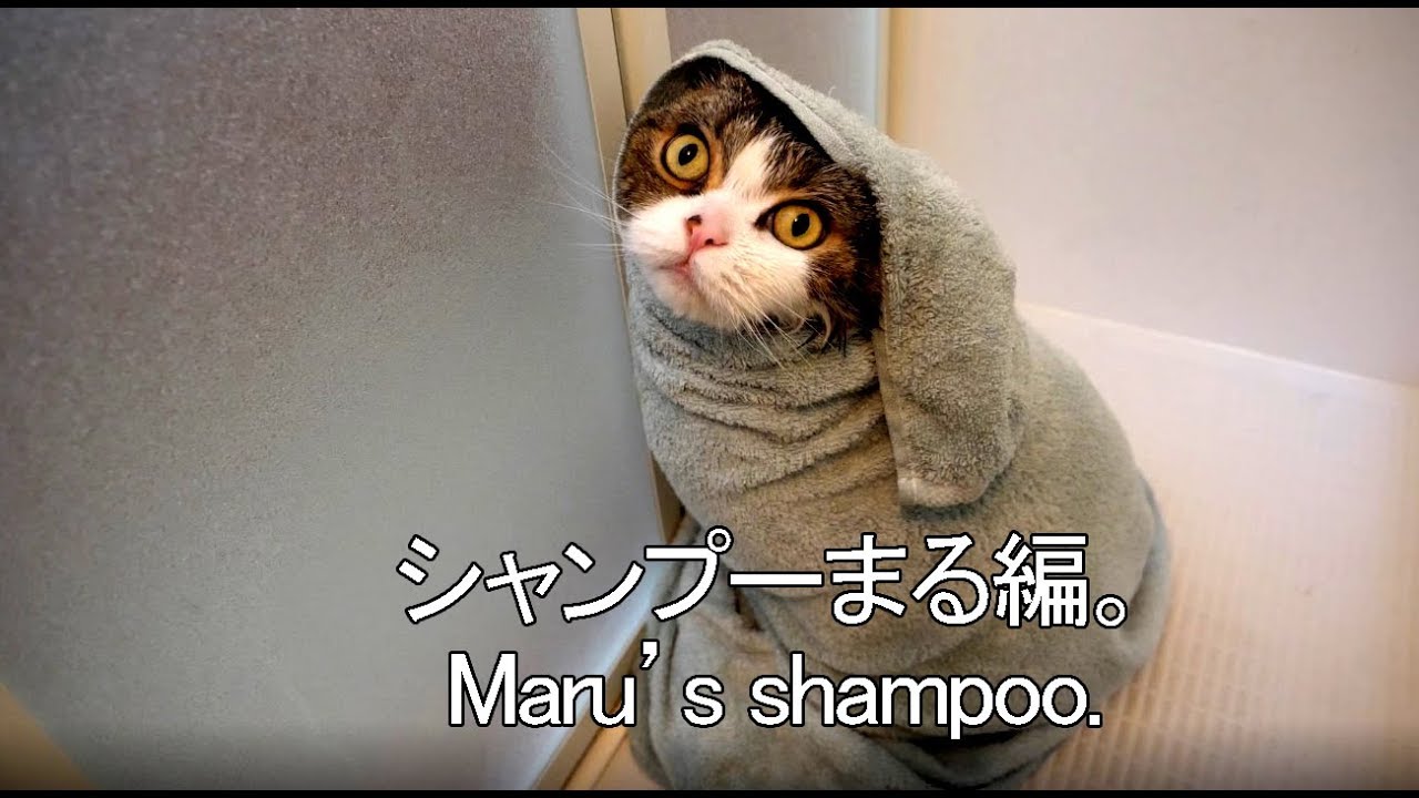 シャンプーされるまる。-Maru's shampoo.-