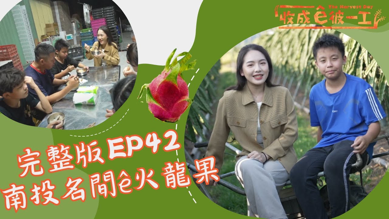 台語 《收成ê彼一工》完整版EP42｜南投名間ê火龍果 ｜兒童節目｜公視台語台