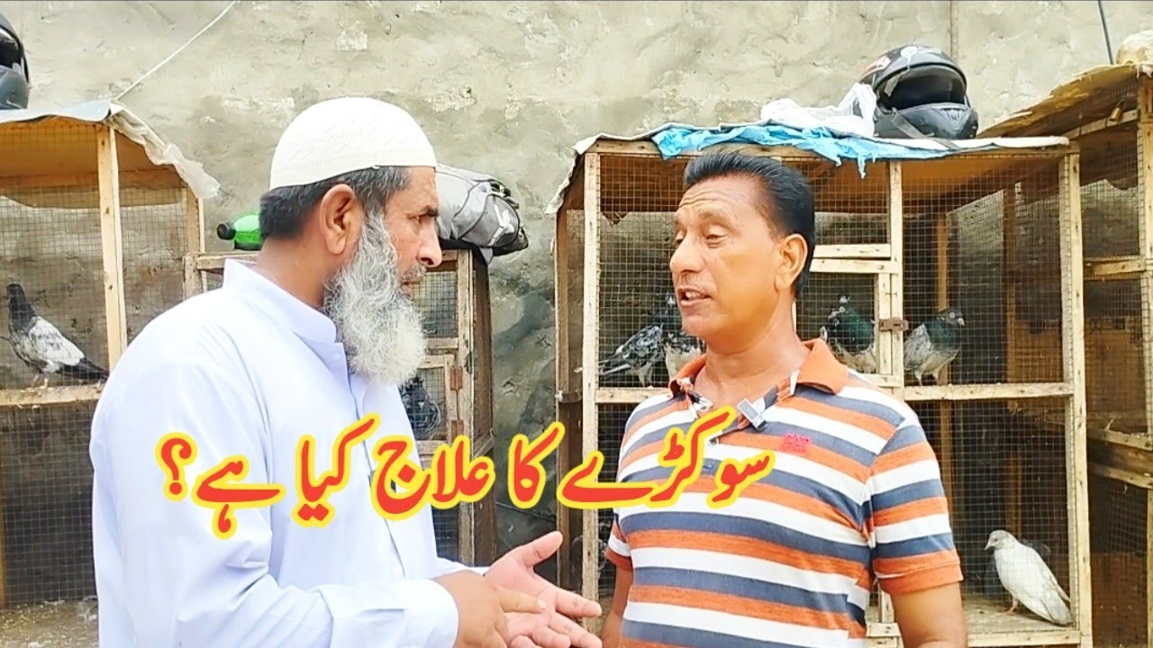 Kabootar k Sokry ka ilaj kia hai ?