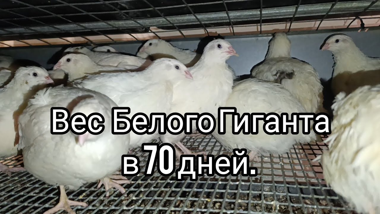 Вес Белого Гиганта в 70 дней и затраты.