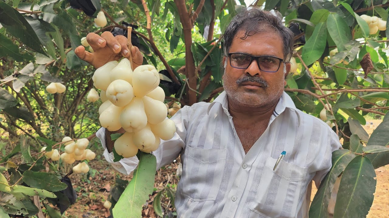 Egg White Water Apple || Latest water Apple || 7075858499 || Saptagiri Nursery