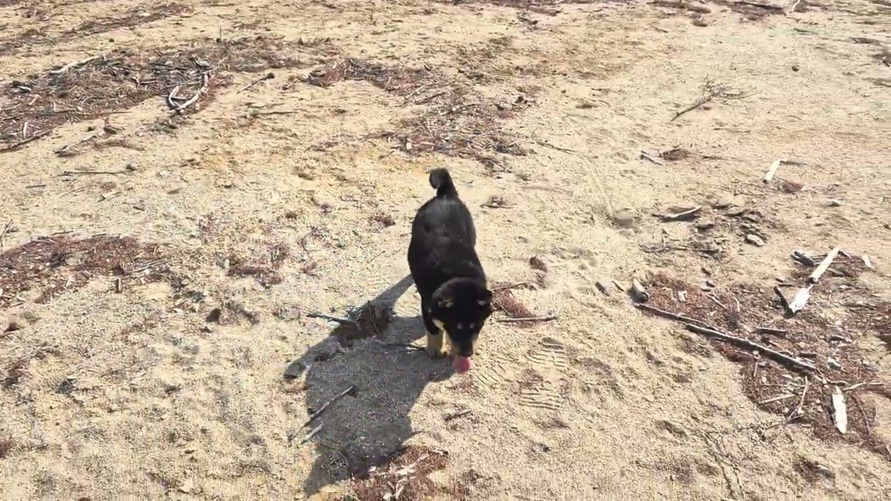 강아지와 산행