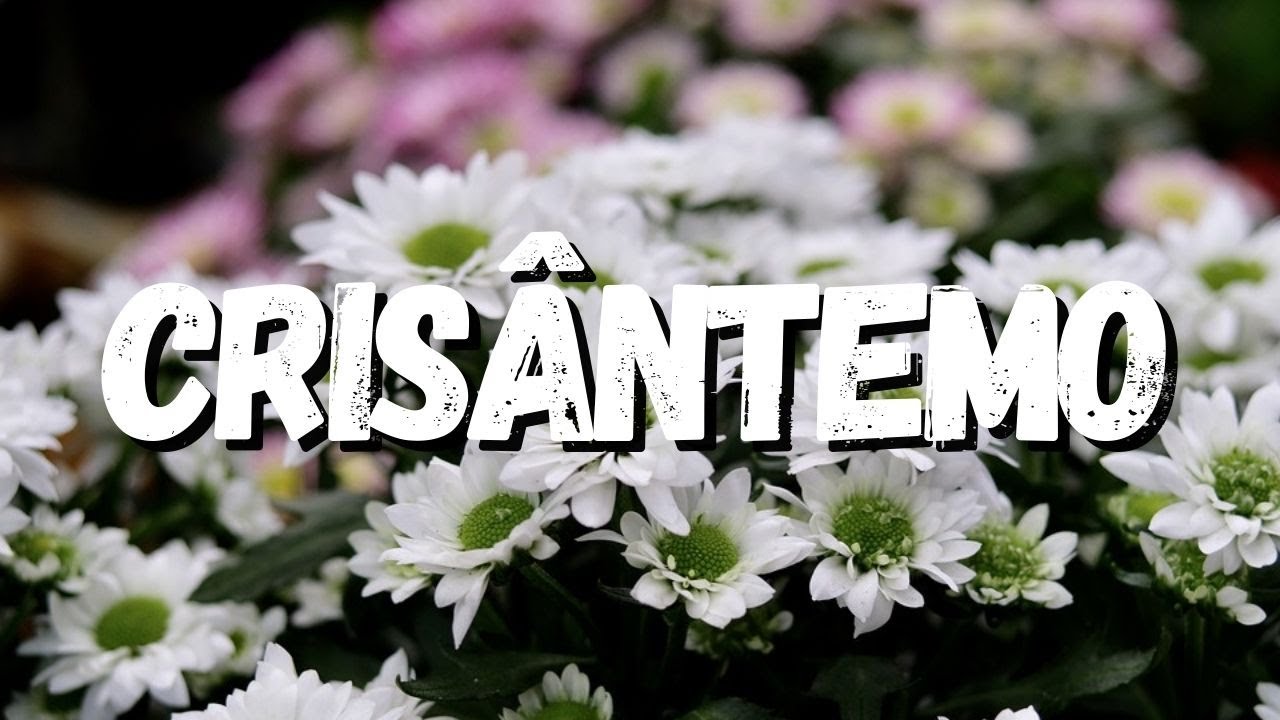 Cris&acirc;ntemo: Um Guia Completo Sobre Essa Planta