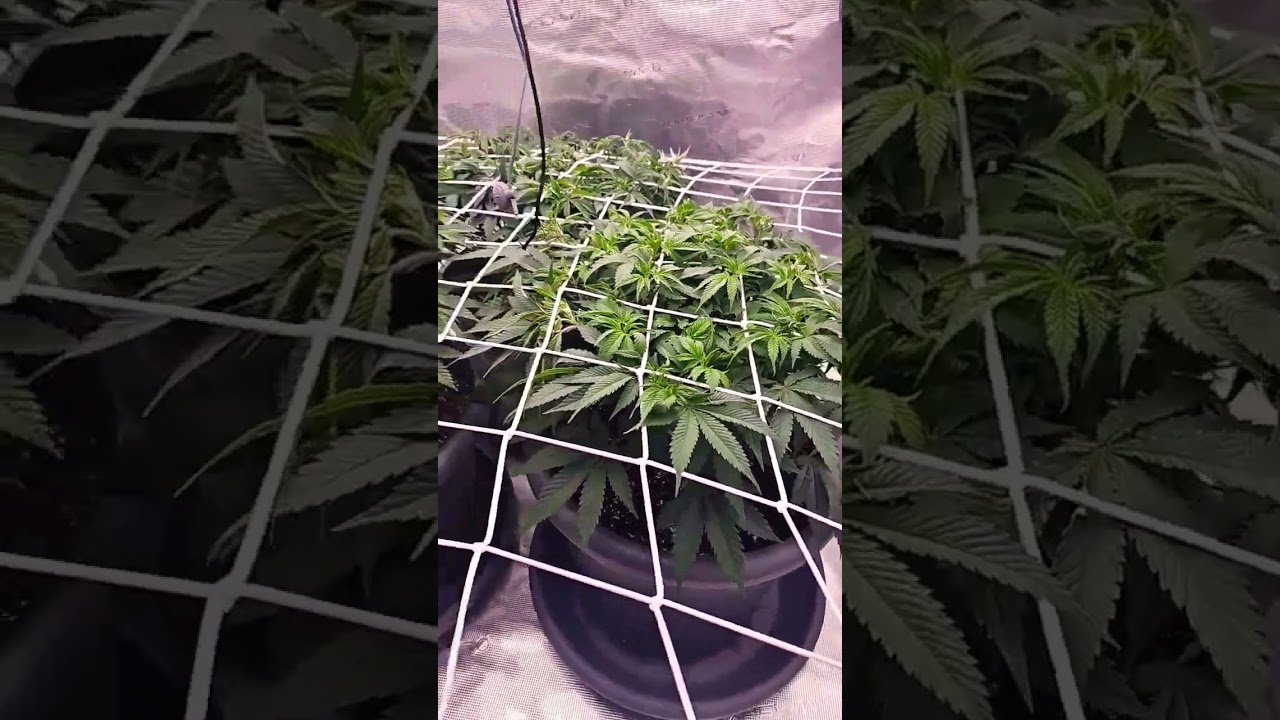 Super Lemon Haze by Greenhouse Seeds, Day 62 of Vegi#superlemonhaze#indoor#grow#weed#smokeweed#smoke