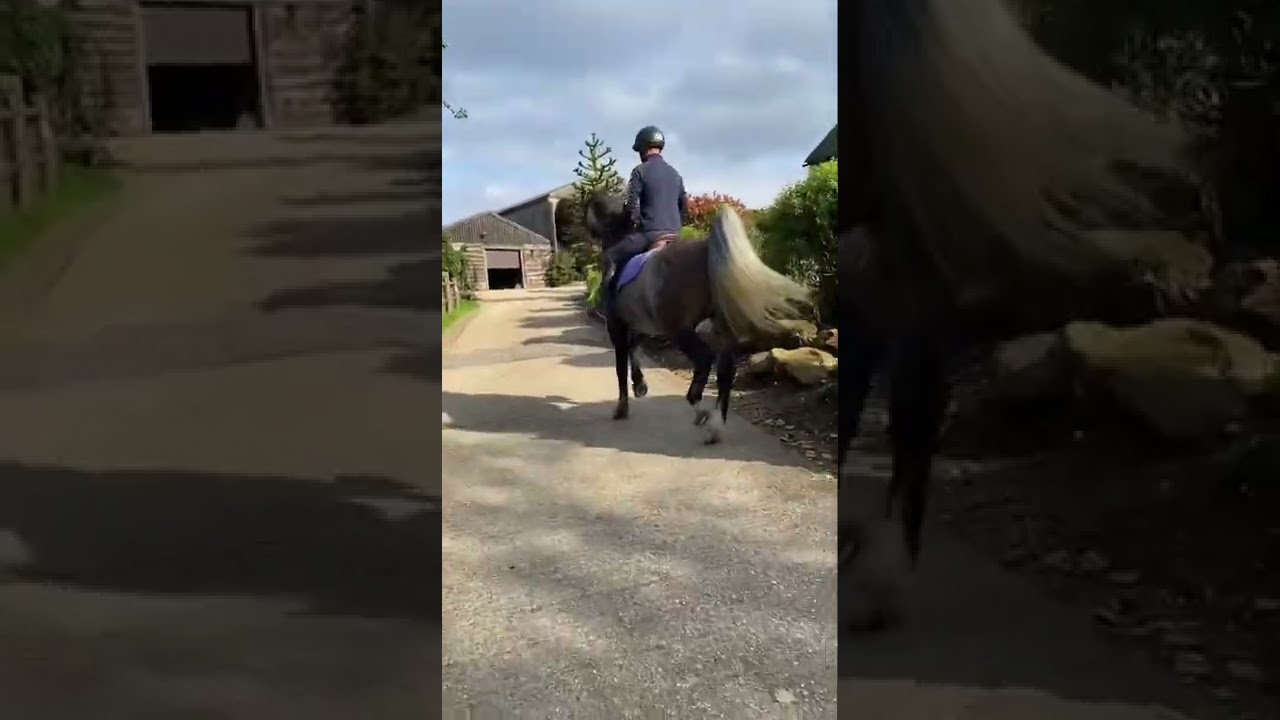 horse gets scared & turns into a 🐉 #horse #riding