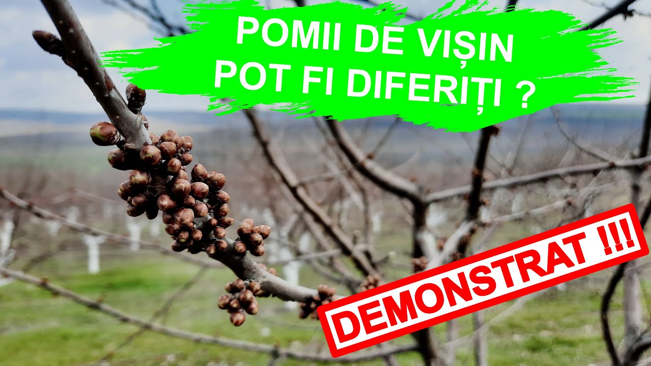 IMPORTANT!!! AFLĂ CARE SUNT CELE DOUĂ TIPURI DE VIȘINI [2021]