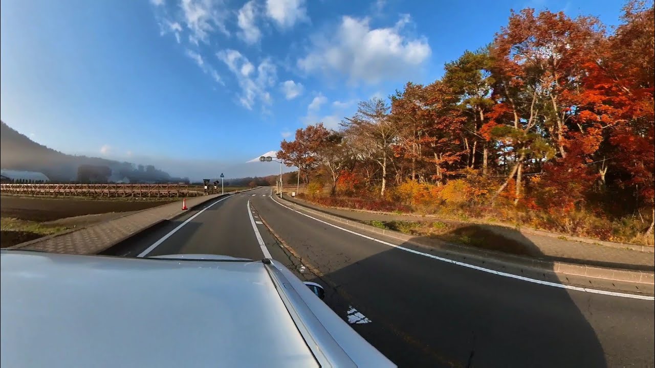 紅葉の山中湖村 ハリモミ純林からマリモ通りへ