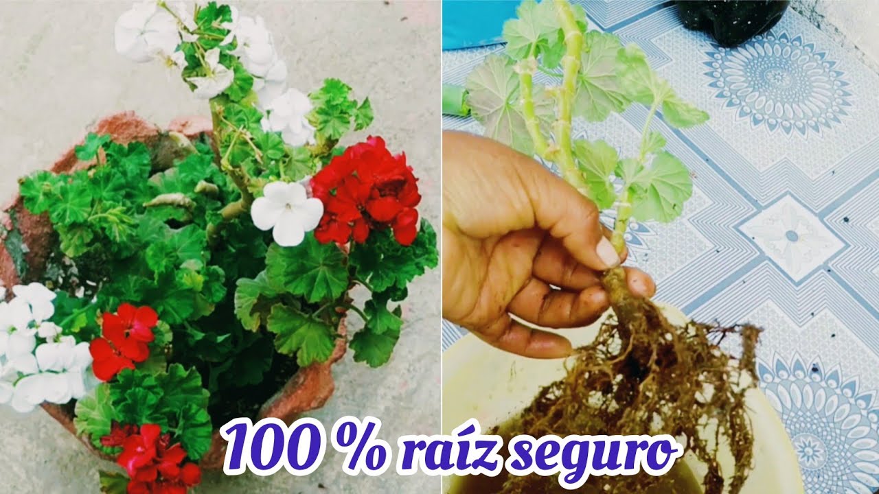 poda de geranio y propagar por esquejes 100% seguro