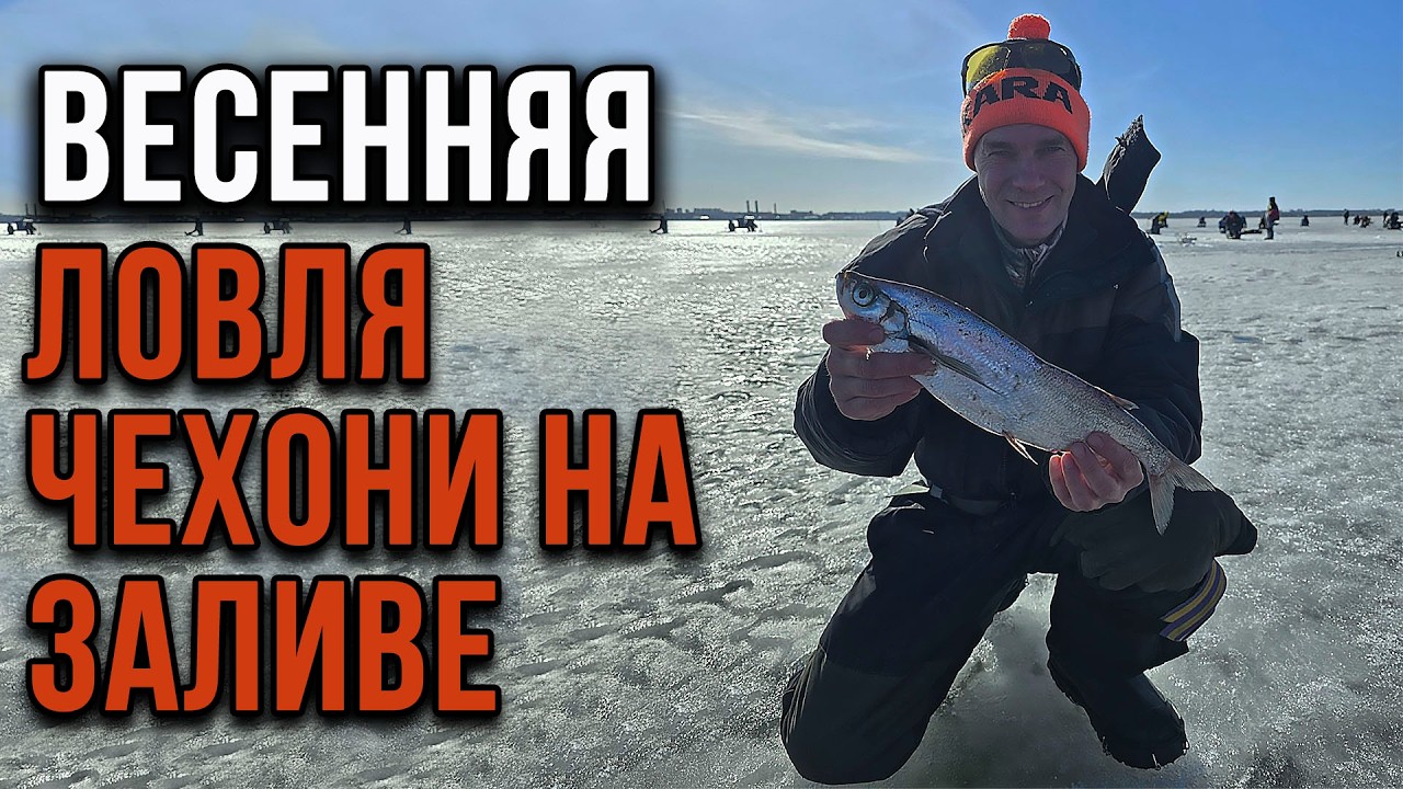 Весенняя ловля  чехони на Финском Заливе.