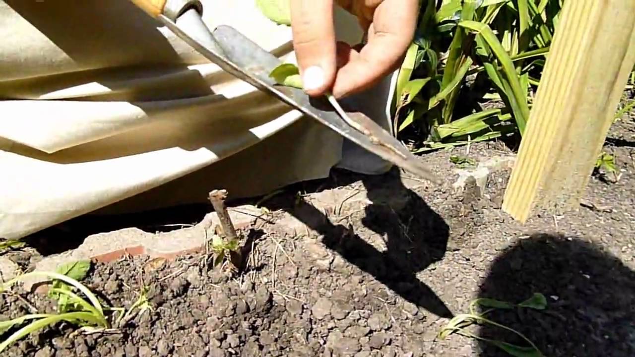 Thinning Radishes