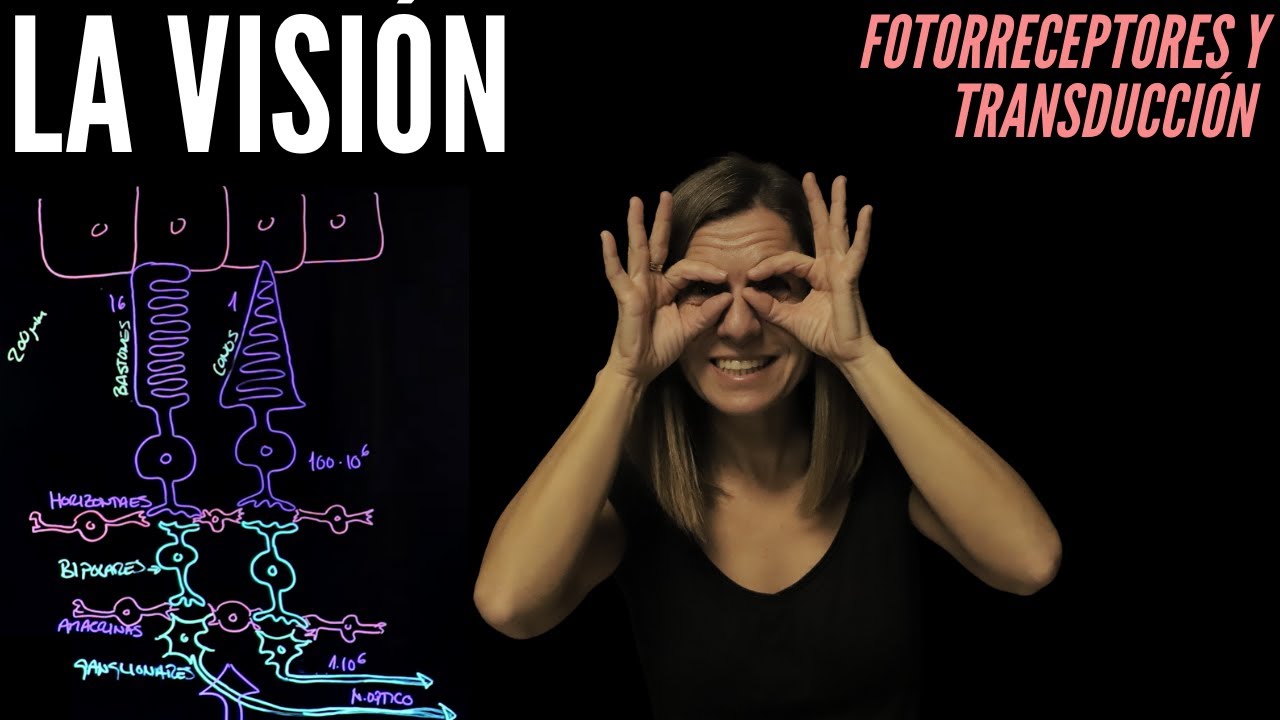 Fisiología de la visión: los fotorreceptores