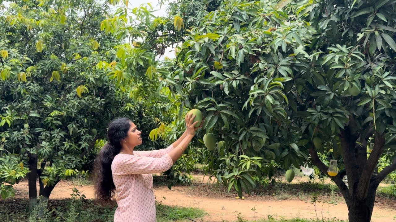 Life on a farm| harvested mangoes |simple living |friday routine at farm