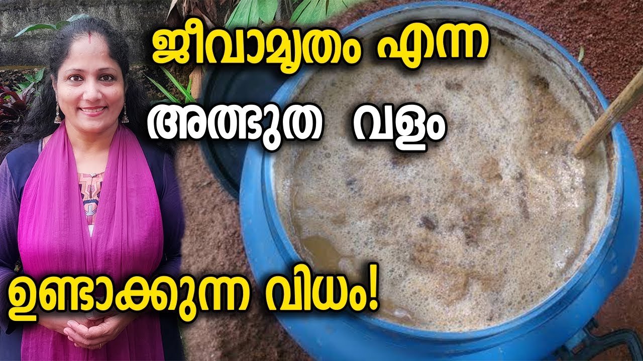 ജീവാമൃതം എന്ന അത്ഭുത വളം ഉണ്ടാക്കുന്ന വിധം! | How to Prepare Jeevamrutham at Home Easy