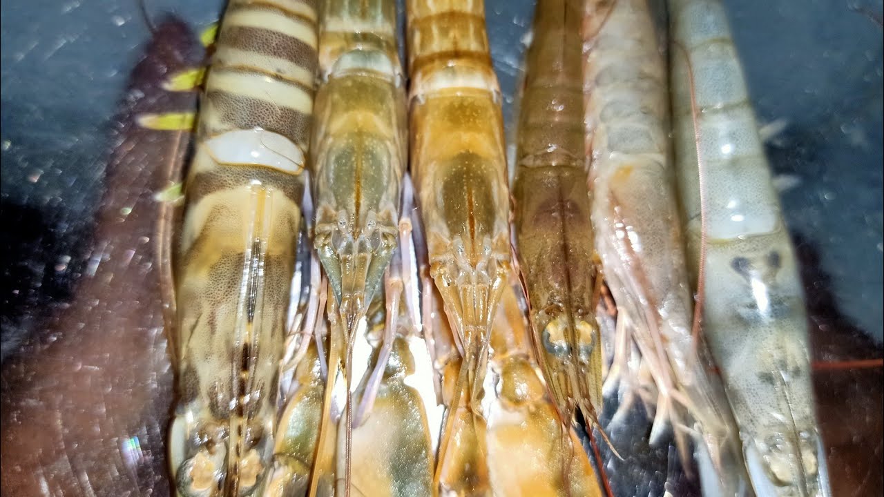 معايا انواع جمبري كتير ازاي تفرق بين بلدي ومستورد واحزرو نوع اسمه كارفيديا ده جمبري  مخنث