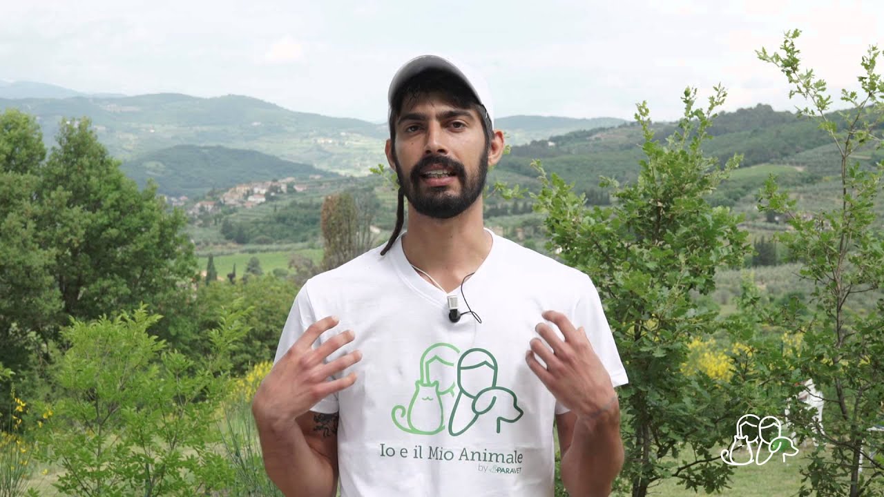 Educare il cane: il Richiamo