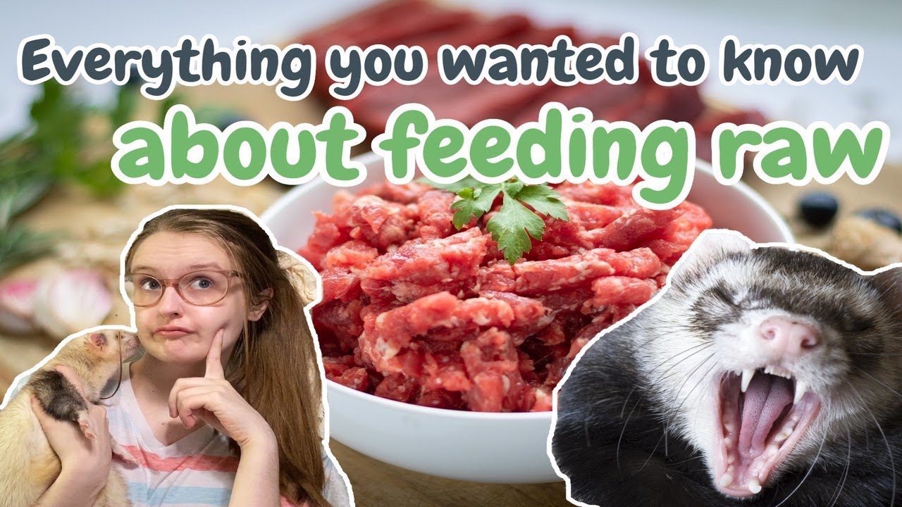 Everything You Wanted to Know About FEEDING RAW | Pazuandfriends