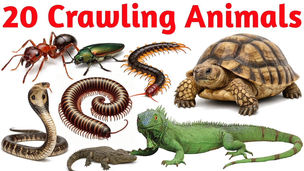 Crawling Animals Names | Snake, Centipede, Millipede | Kids Easy Learning