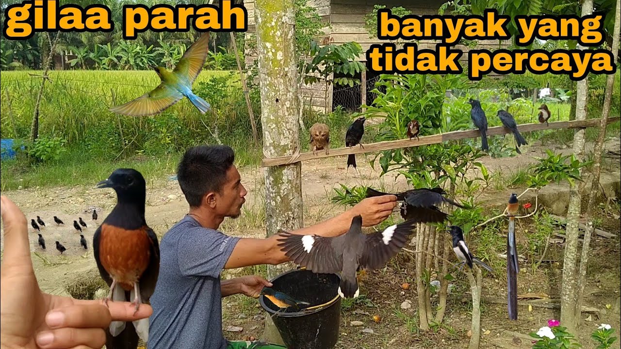 TIDAK PANDANG HARGA_MURAI BATU juga di liarkan