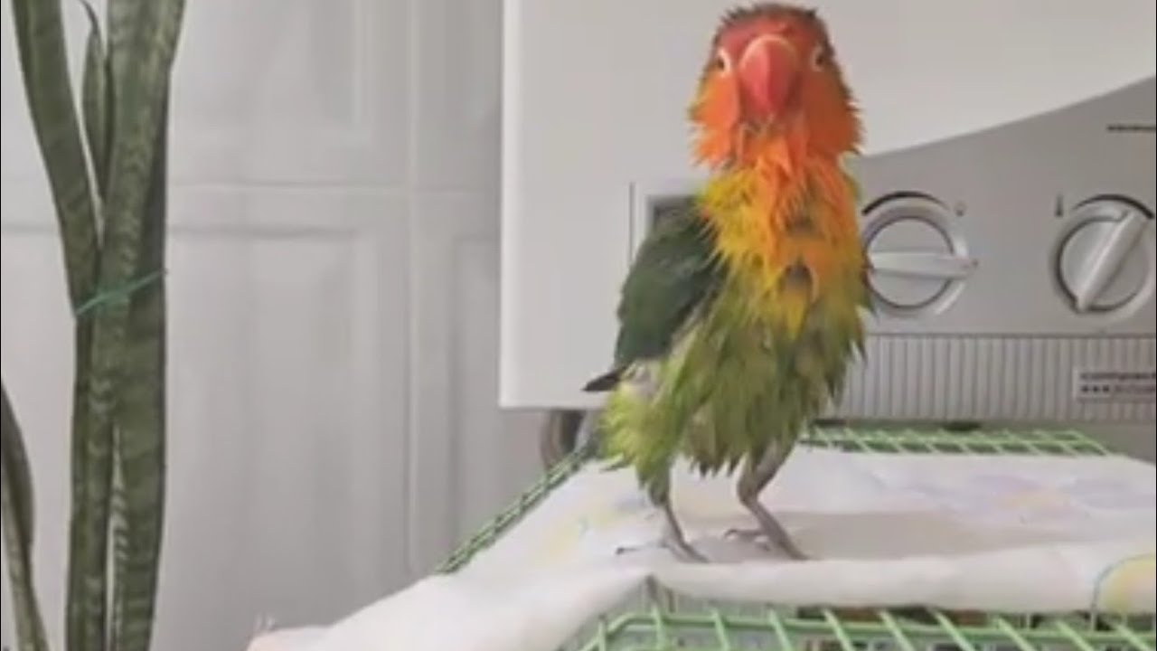 kikito bañándose 💕🦜