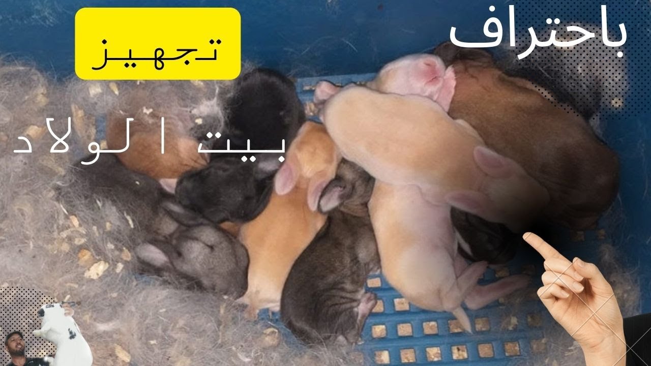 تجهيز بيت الولادة