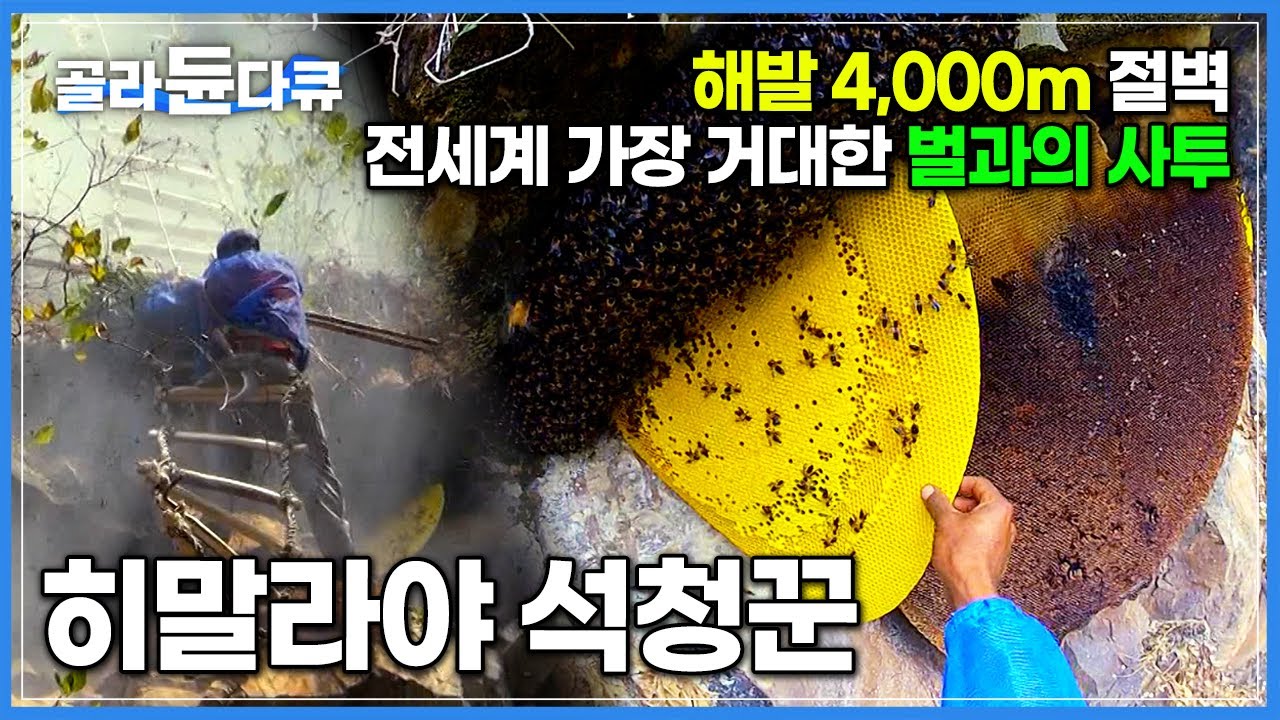 히말라야 산중을 누비며 절벽에 매달려 꿀 따는 사람들│네팔 석청꾼 ‘빠랑게’│단백질 폭탄 토종벌 애벌레로 만든 자연 보양식│세계테마기행│#골라듄다큐