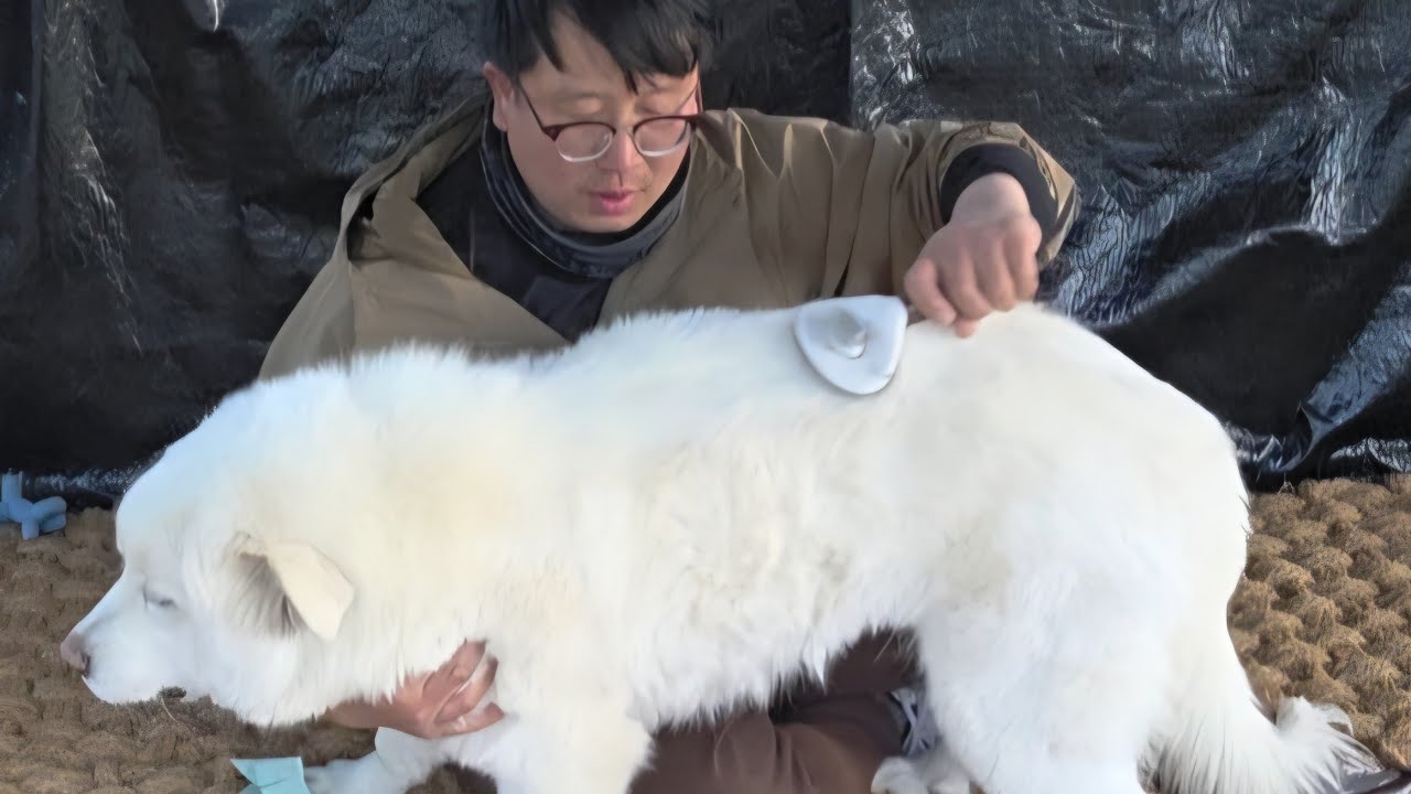 털 빗는거 좋아하는 야외견사의 대형견