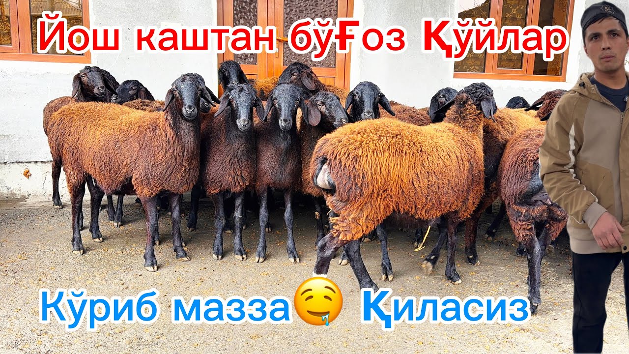 Биринчисига бўғоз Қўйлар ўта қулай нархларда🔥 Қўқон бозор нархлари билан танишинг