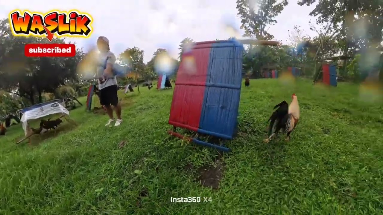 Welcome to DOUBLE T GAME FARM,TALISAY BACOLOD NEGROS OCCIDENTAL #GAMEFARM #WASLIK #SUBSCRIBE