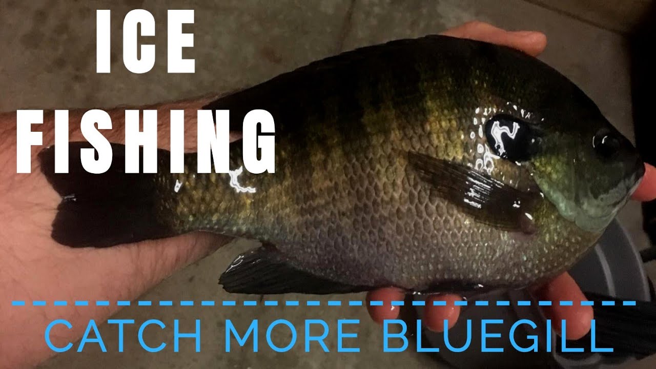 How to Catch More Bluegill Ice Fishing