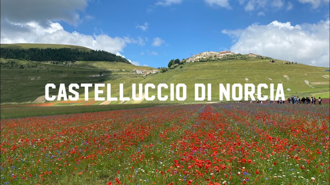 The flower bed of Castelluccio di Norcia. #travel #italy #nature