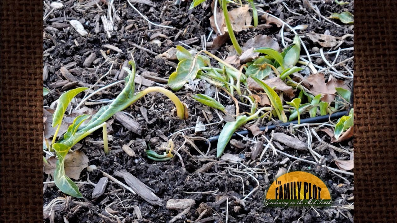 Q&A – What is this plant and how do I get rid of it? - Italian Arum
