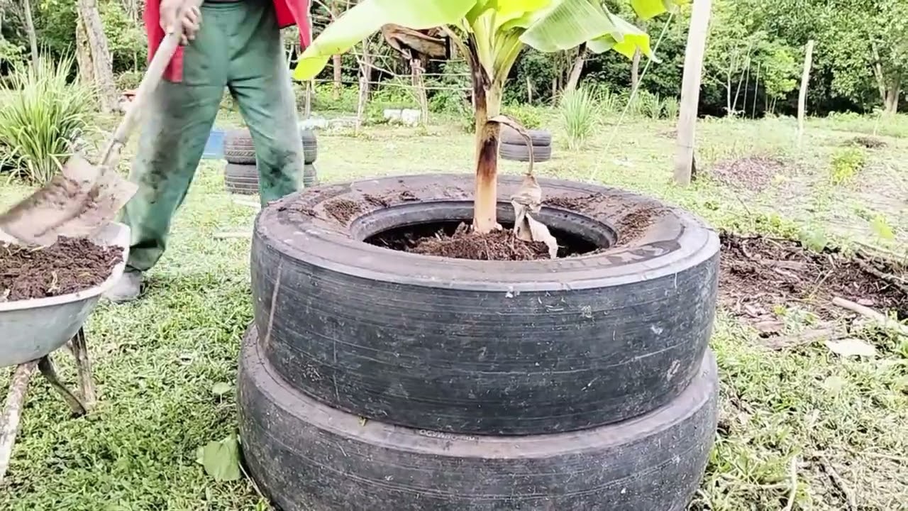 PLANTANDO BANANA NO PNEUS