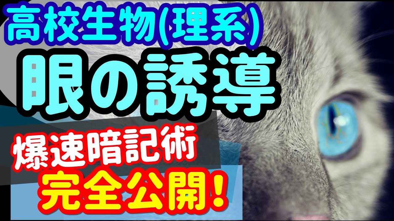 【高校生物 39】発生【眼の誘導形成】を宇宙一わかりやすく