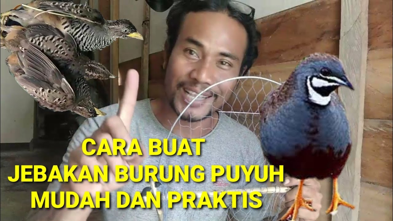 CARA BUAT JEBAKAN BURUNG PUYUH MUDAH DAN PRAKTIS