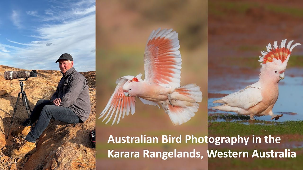 Australian bird photography in the Karara Rangelands of Western Australia by Darren Stephens 