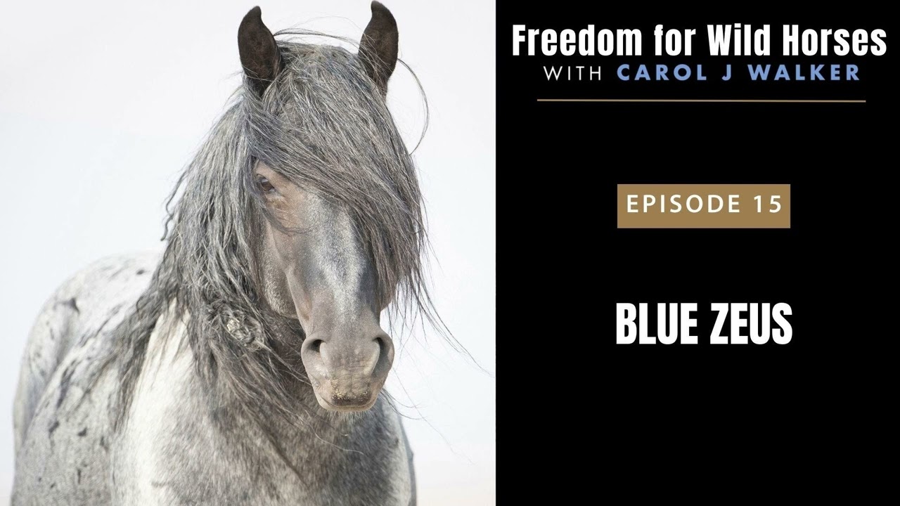 15. Blue Zeus
