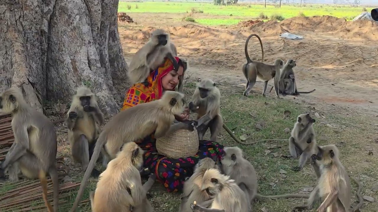 Human animals relationship 