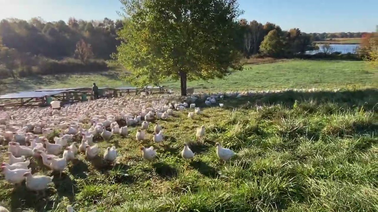 Broilers on Pasture
