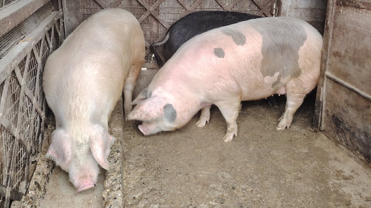 Ultimul videoclip cu porcul + pregătiri pentru iarnă - pe la animale #cătălinandtheanimals 🐷🦃🦆🥶 #fun