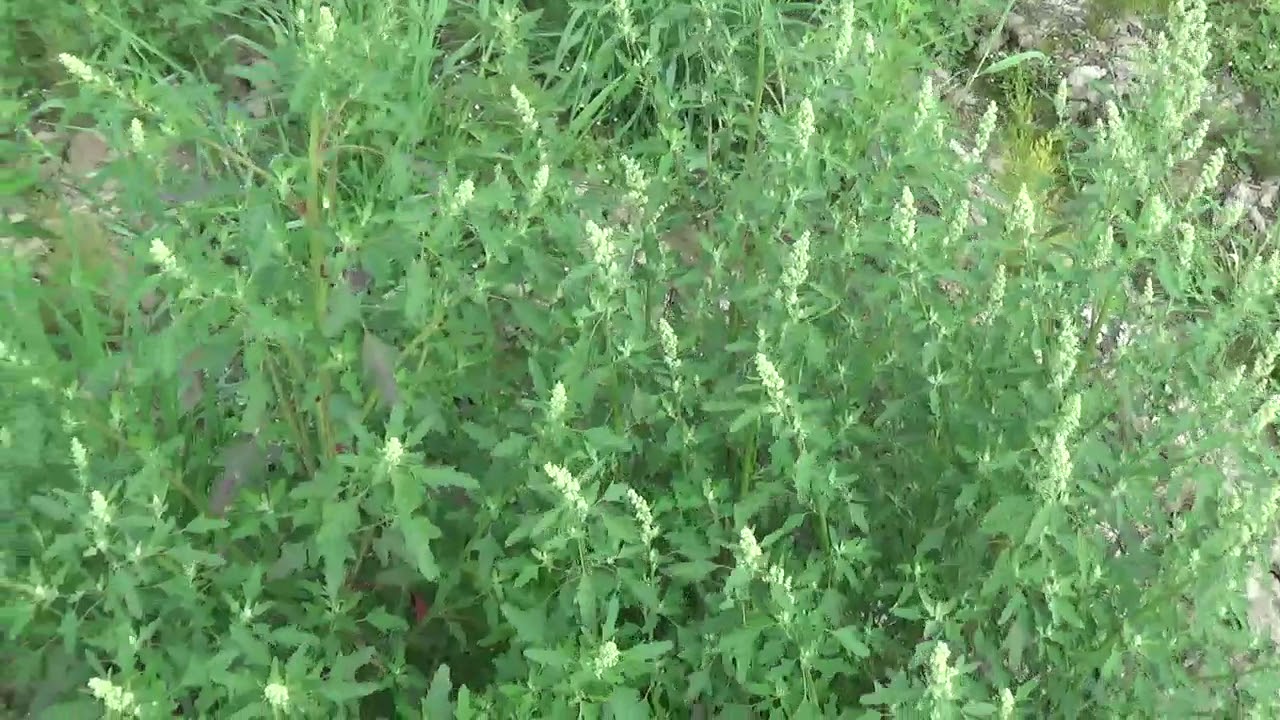 असली बथुआ साग की पहचान।