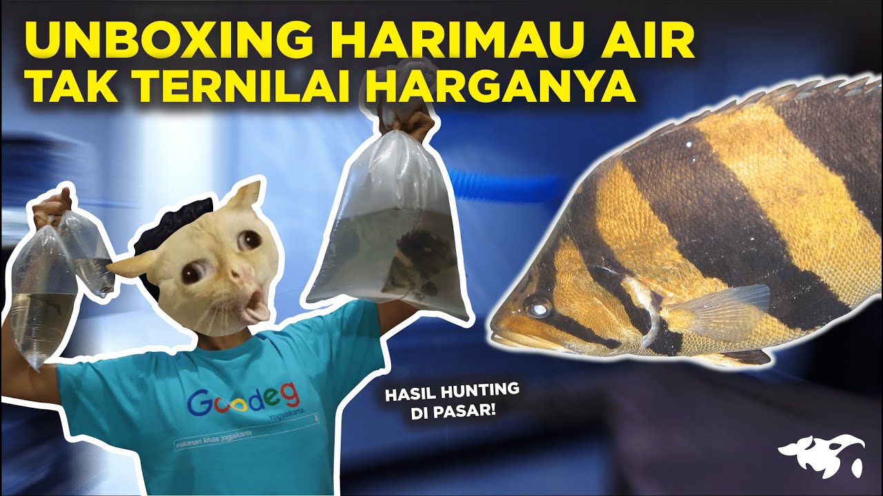 BONGKAR HABIS HASIL HUNTING KE PASAR IKAN HIAS DAN OLEH-OLEH TIGERFISH DATZ PREDATOR