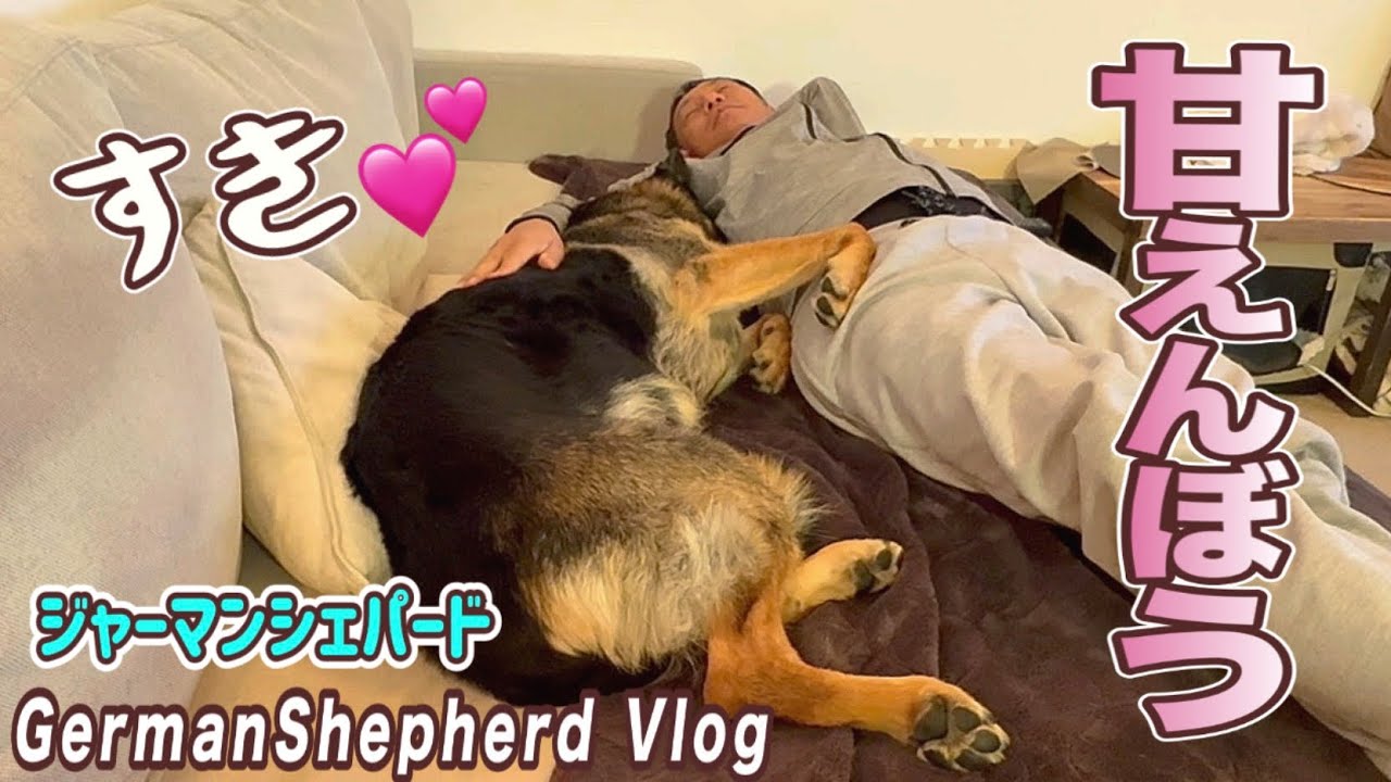 言うこと聞かない駄々っ子シェパード😅でも甘えられたら許しちゃうよねぇ【ジャーマンシェパード】