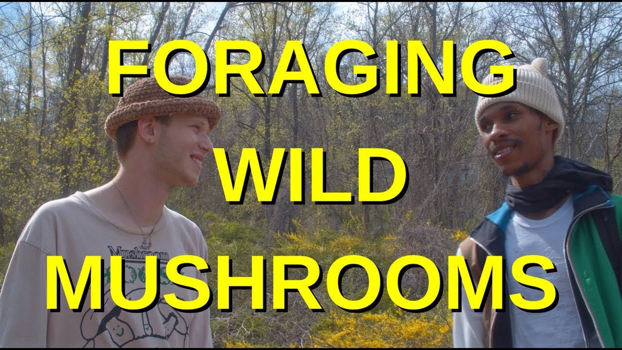 Foraging Wild Mushrooms 🍄- official documentary
