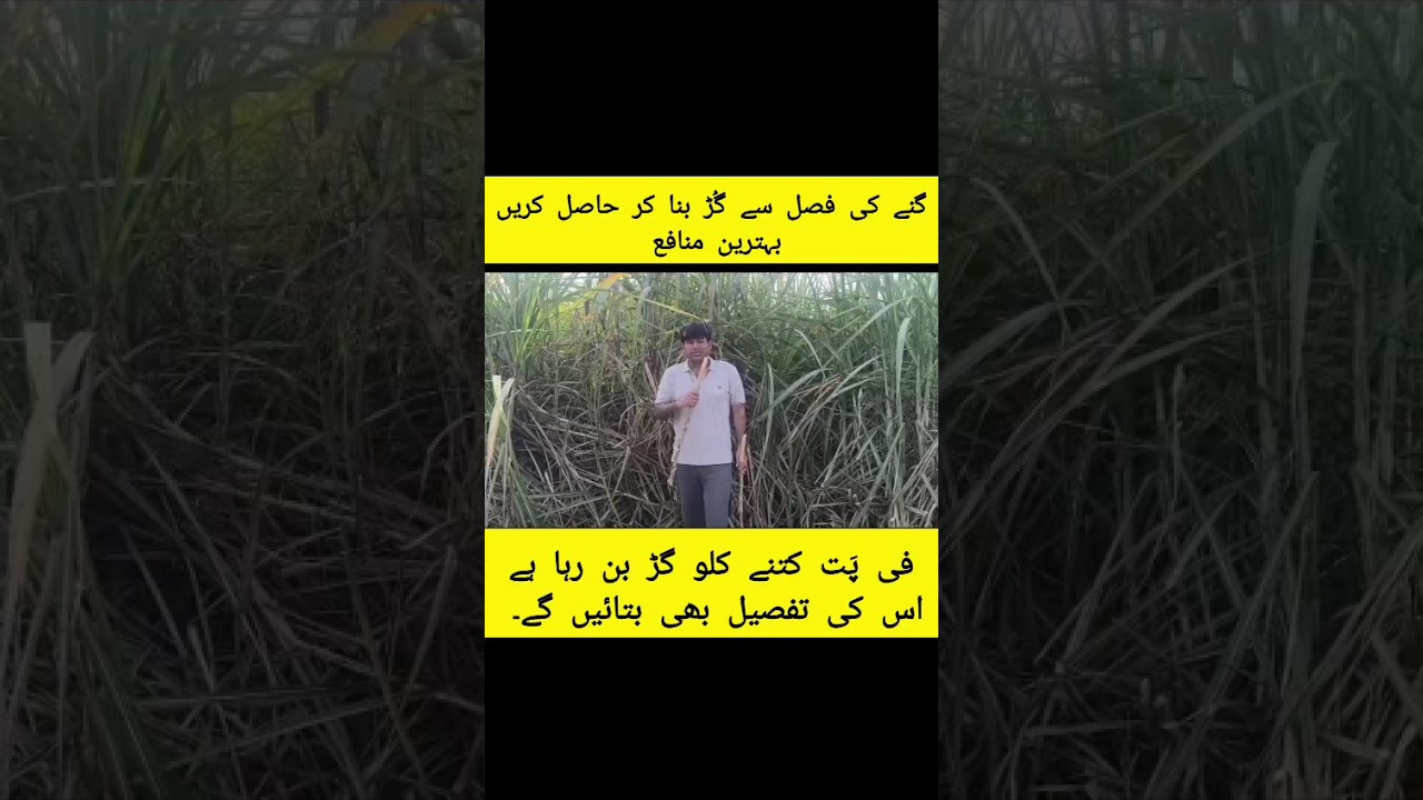 Excellent sugarcane CPF 251 (US 633) recovery by use of biodynamic products at Rana Naeem Khan Farm