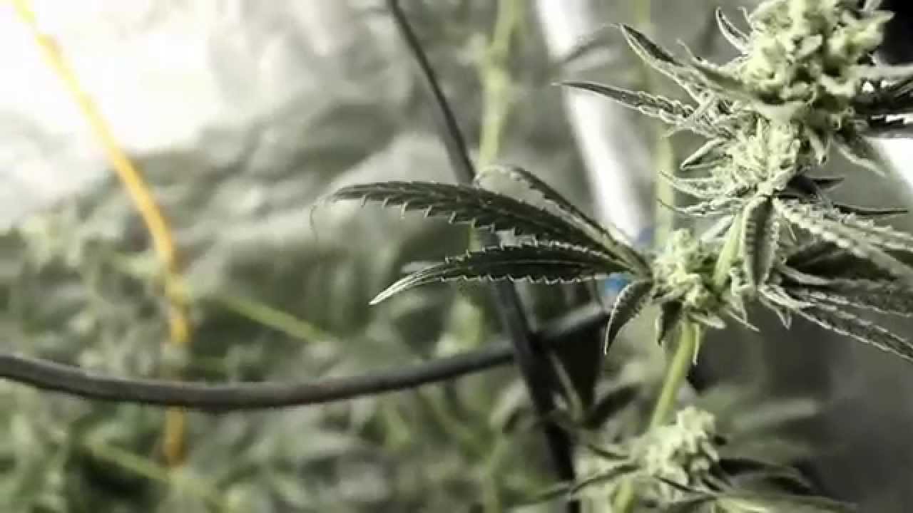 White Widow Afghani Blueberry Og Purple Paralysis Chronic Lights Delahaze Week 6 7 of Flowering S2E3