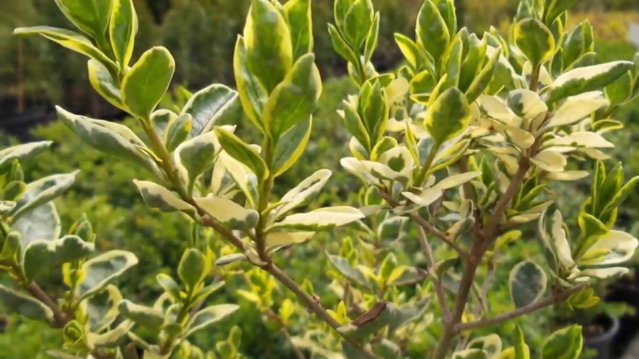 Ez&uuml;sttarka t&eacute;liz&ouml;ld fagyal (Ligustrum ovalifolium 'Argenteomarginatum') - vide&oacute; k&eacute;pekben