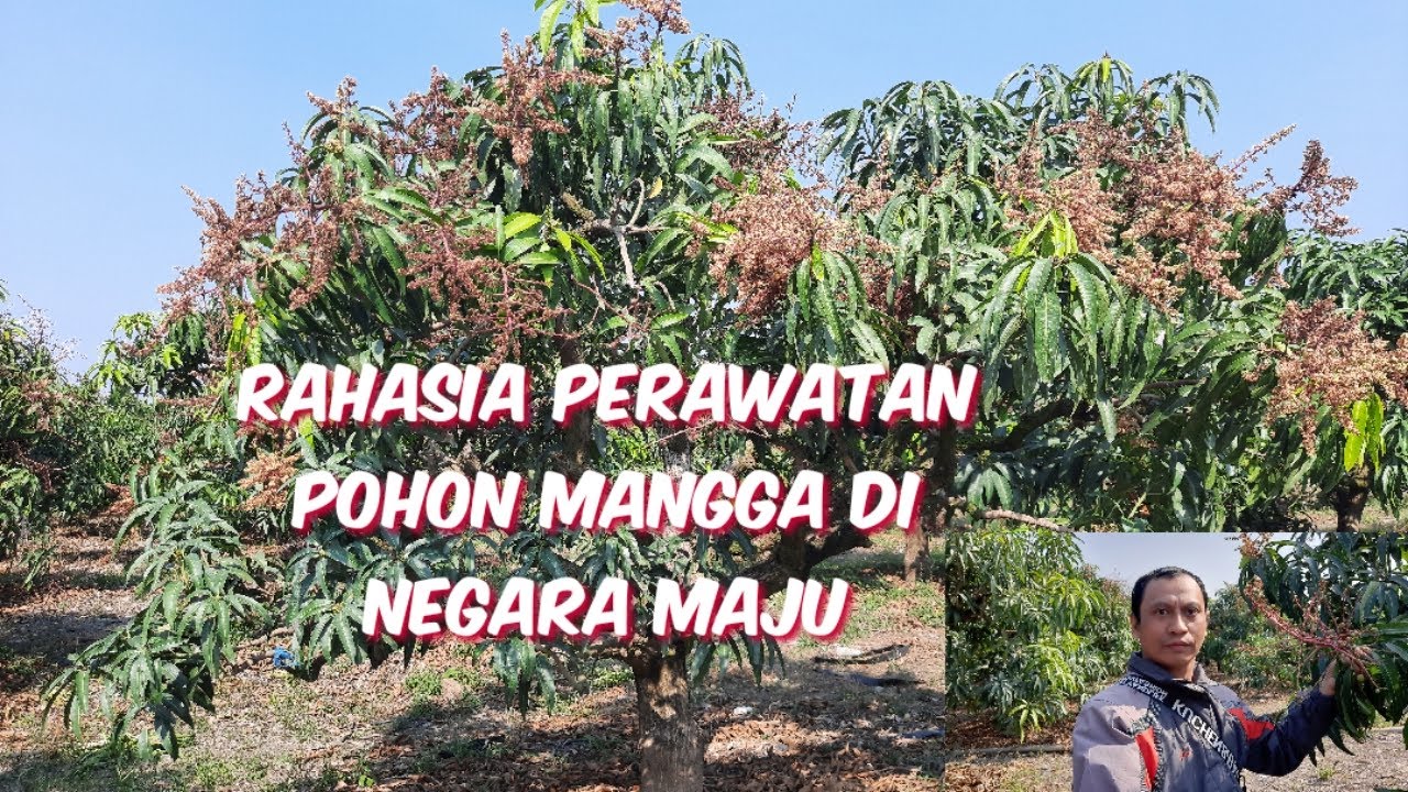 Rahasia Perawatan Pohon Mangga di Negara Maju Taiwan || Agar berbuah maksimal